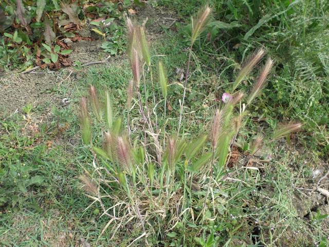 Hordeum murinum